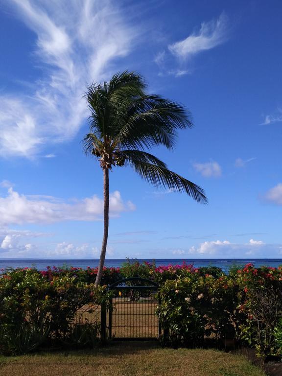 Savannah Guadeloupe Saint-Francois  Extérieur photo